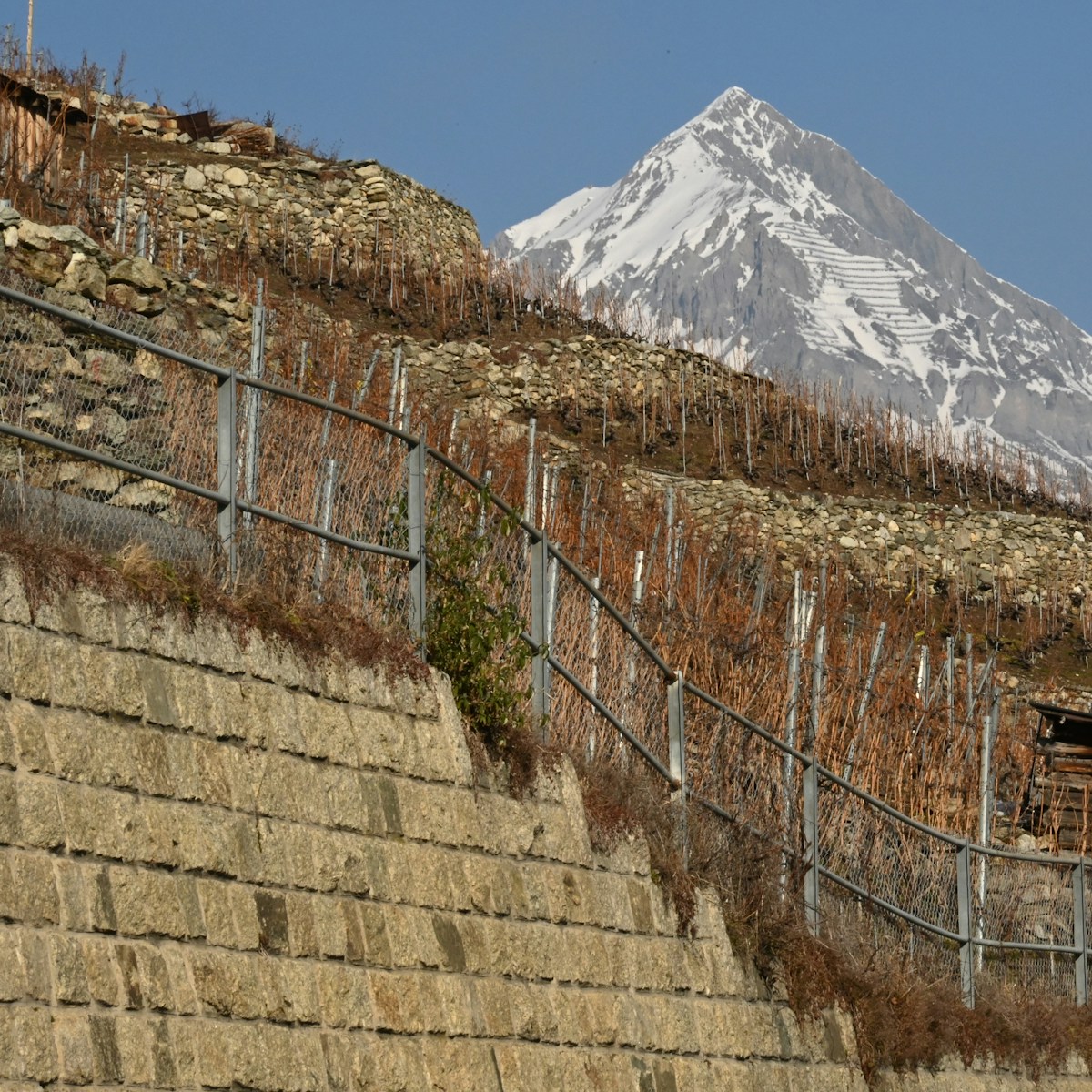 Rebberg mit Trockenmauer vor einem verschneiten Berg
